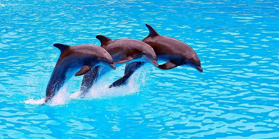 Side'de Yunus Terapisi