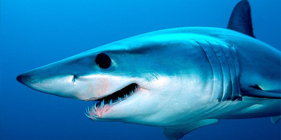 Side'den Akvaryum Turu: Side Turları ile Antalya'nın Sualtı Harikalarına Dalın