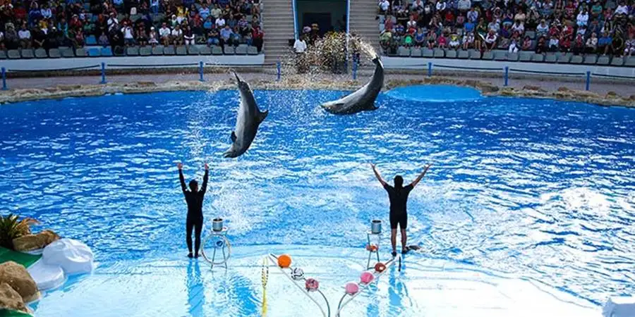 Kemer Dolphin Show Tour: A Magical Experience at Aksu Dolphinarium